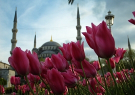 Истанбул - новите забележителности  и море от лалета